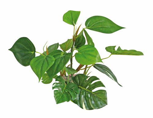 Plant Replica Anubias