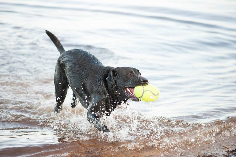 KONG Squeak Air Palla per Cani