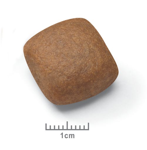 royal-canin-medium-maxi-giant-pos-2012-kibble-pictures-gi-ju-shn-croc-1cm