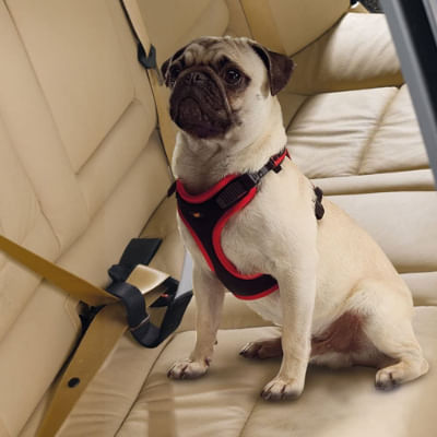 ferplast-cintura-di-sicurezza-dog-travel-belt