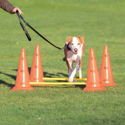 Coni e Aste per Allenamento Cane