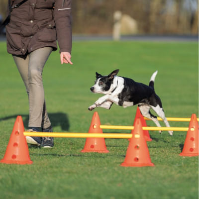 Aste e Coni per Allenamento Cane