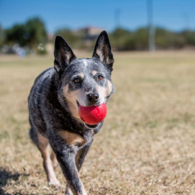 kong-cane-ball-dettaglio