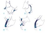 balto-soft-gomito-doppio-indossato