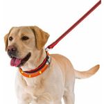 ferplast-night-over-sopracollare-led-cane