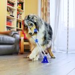 croci-gioco-cane-pull-play-blu-dettaglio