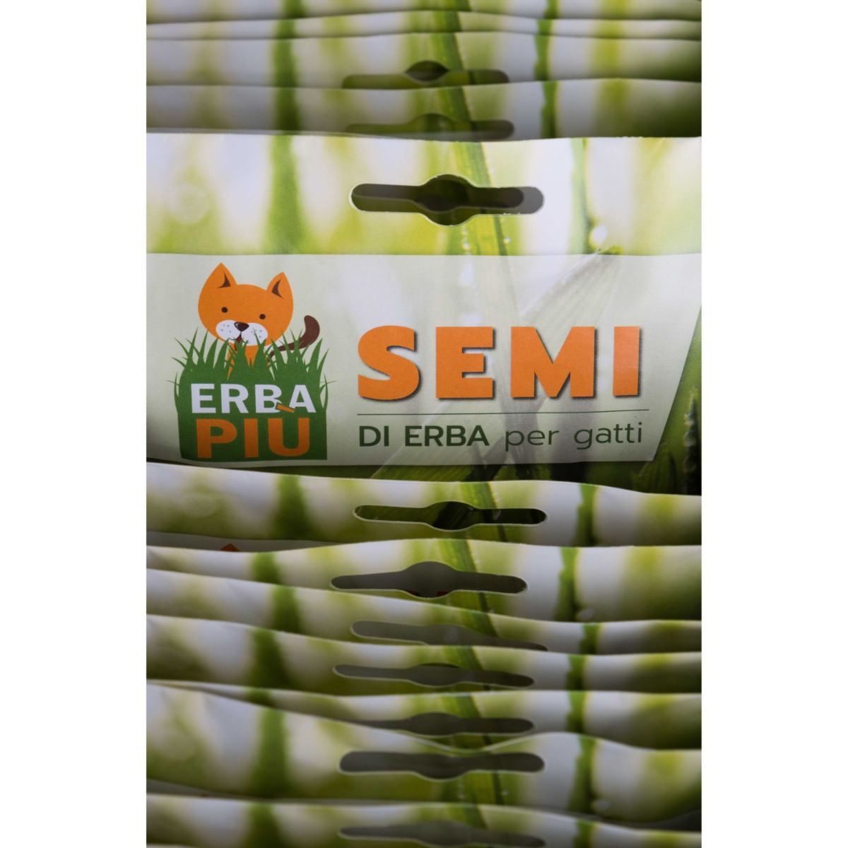 Vendita Semi di Erba Gatta-Semi Particolari OnLine