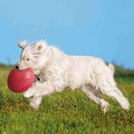 trixie-frisbee-in-gomma-naturale