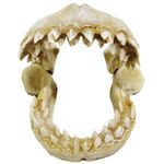 croci-denti-di-squalo-s
