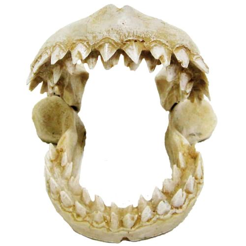 Denti di Squalo
