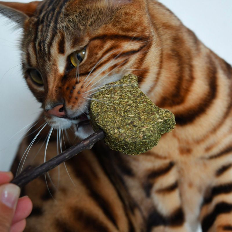 croci-euphoria-catnip-per-gatto