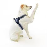 luna-e-teo-pettorina-per-cane-antracite-pois-in-plastica2