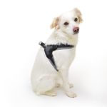 luna-e-teo-pettorina-per-cane-antracite-pois-in-plastica4.jfif