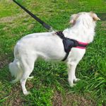 luna-e-teo-pettorina-per-cane-fragola-pois-regolabile10