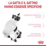RC-SPT-DRY-Babycat-CV-2-it_IT