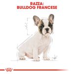 RC-BHN-PuppyFrenchBulldog-CM-EretailKit-4﻿-it_IT