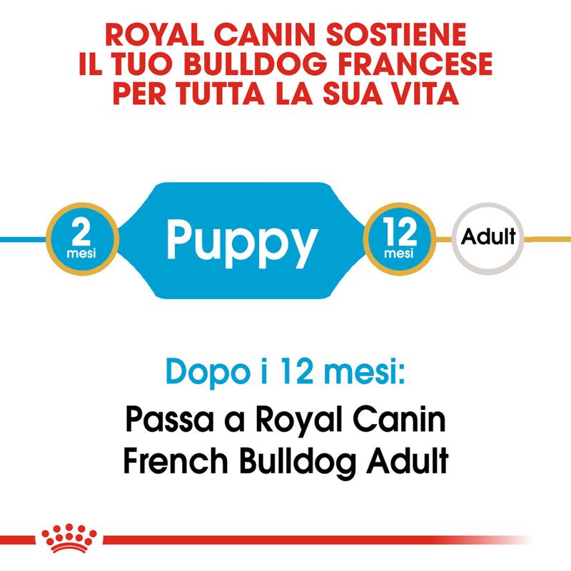 RC-BHN-PuppyFrenchBulldog-CM-EretailKit-1﻿-it_IT