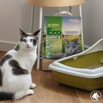 Eco-Clean-Lettiera-Per-Gatti-Ecologica-10134328