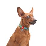 Waudog-Collare-Re-Cotton-per-Cane-Verde-10172708-4