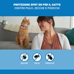 azione_spotongatto-10056265