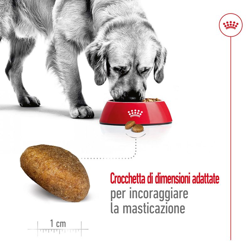 royal-canin-maxi-adult-alimento-completo-per-cani-adulti-di-grande-taglia-00003489--5-