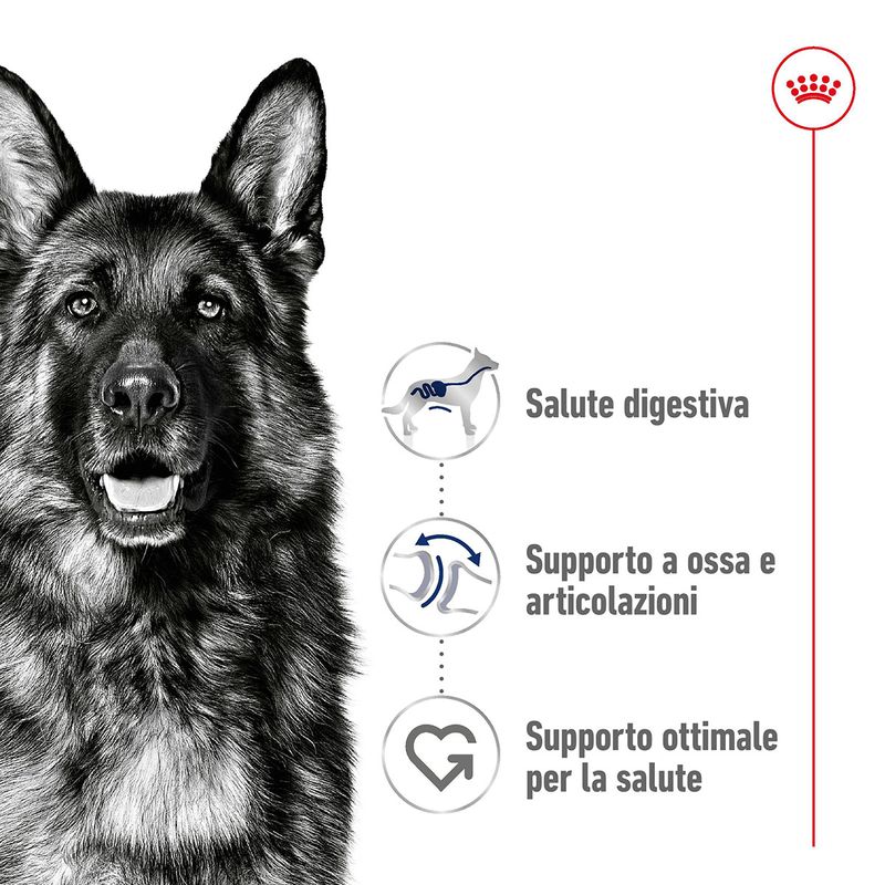 royal-canin-maxi-adult-alimento-completo-per-cani-adulti-di-grande-taglia-00003489--6-