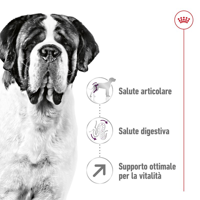 royal-canin-giant-adult-alimento-secco-completo-per-cani-adulti-di-taglia-gigante-00003539--6-