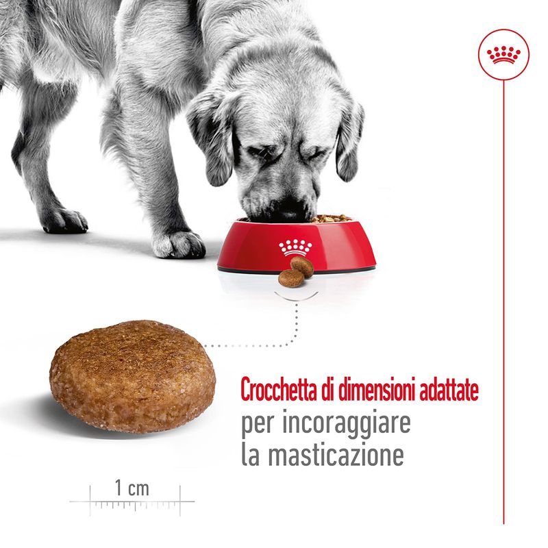 royal-canin-maxi-adult-5-alimento-secco-completo-per-cani-maturi-di-taglia-grande-00003510--5-