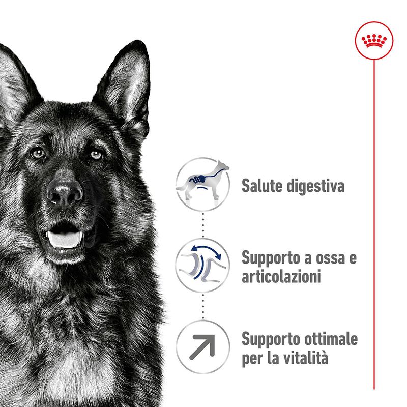 royal-canin-maxi-adult-5-alimento-secco-completo-per-cani-maturi-di-taglia-grande-00003510--6-