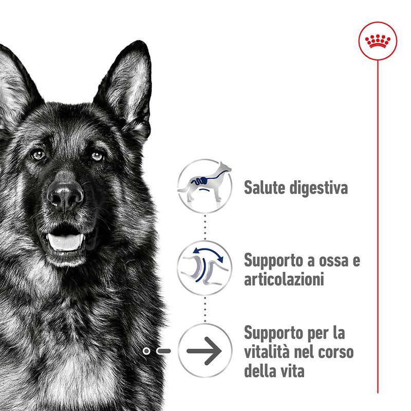 royal-canin-maxi-ageing-8-alimento-secco-completo-per-cani-anziani-di-taglia-grande-10059417--6-