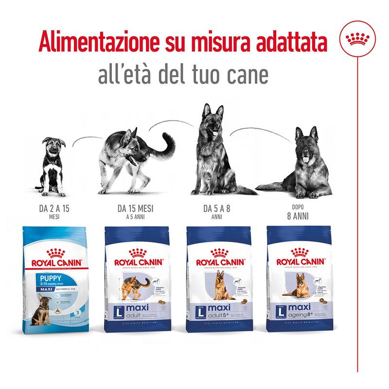 royal-canin-maxi-adult-alimento-completo-per-cani-adulti-di-grande-taglia-00003489--13-