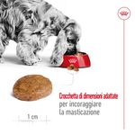 Royal-Canin-Medium-Adult-7--Alimento-Secco-Completo-per-Cani-Maturi-di-Taglia-Media-00003508-5