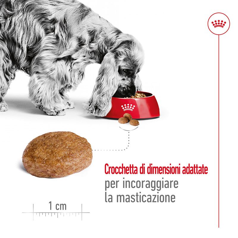 Royal-Canin-Medium-Adult-7--Alimento-Secco-Completo-per-Cani-Maturi-di-Taglia-Media-00003508-5