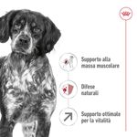 Royal-Canin-Medium-Adult-7--Alimento-Secco-Completo-per-Cani-Maturi-di-Taglia-Media-00003508-6