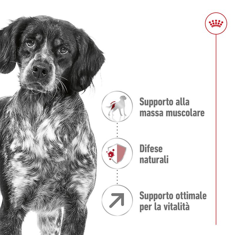 Royal-Canin-Medium-Adult-7--Alimento-Secco-Completo-per-Cani-Maturi-di-Taglia-Media-00003508-6