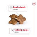 Royal-Canin-Mini-Adult-8-Alimento-Secco-Completo-per-Cani-Maturi-di-Taglia-Piccola-10063092-10