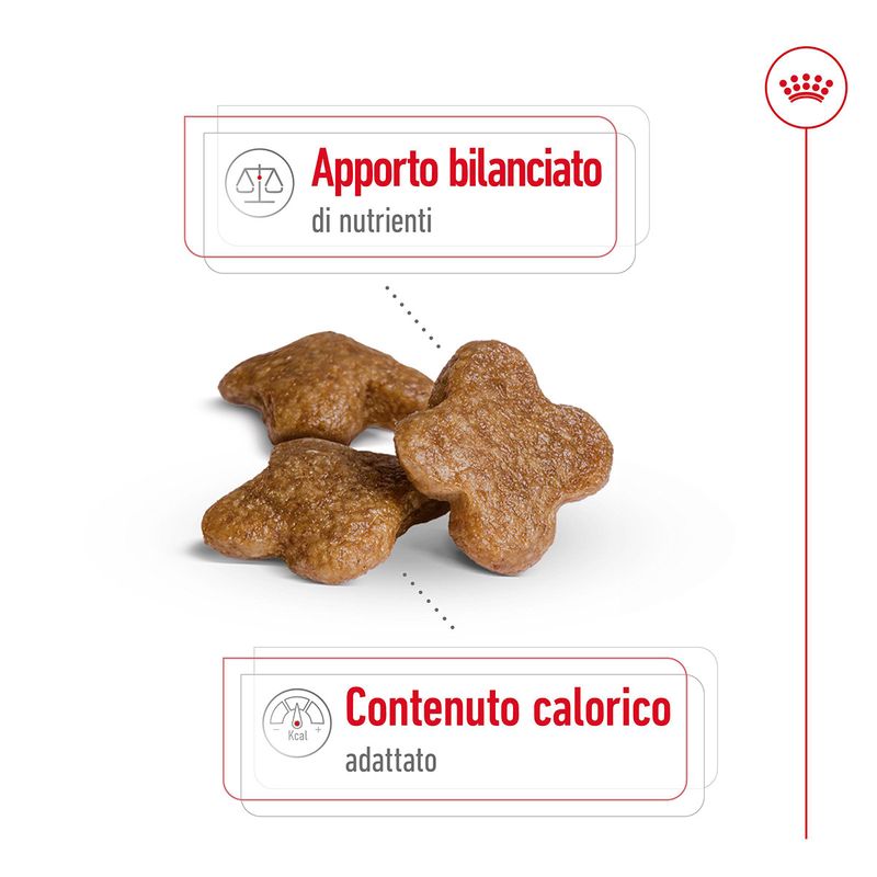 Royal-Canin-Mini-Adult-8-Alimento-Secco-Completo-per-Cani-Maturi-di-Taglia-Piccola-10063092-10