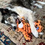 KONG-Wild-Knots-Tiger-per-Cane-10173558-ambientale