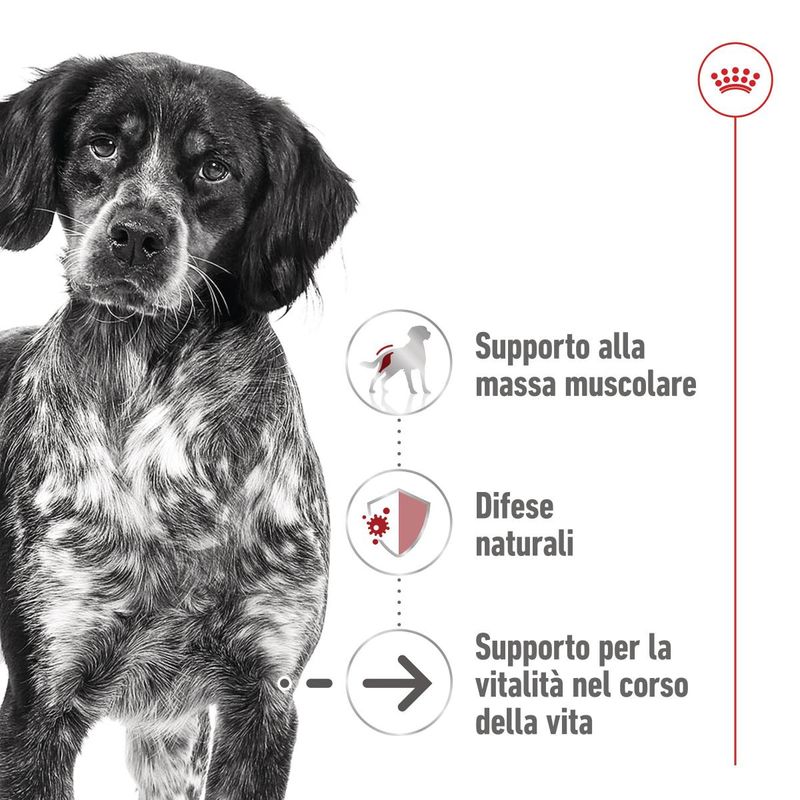 royal-canin-medium-ageing-lattina-410g-10174177--3-