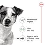 royal-canin-mini-ageing-lattina-multipack-12x195g-10174175-3