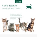 condrostress-cat-mangime-complementare-10176806--5-