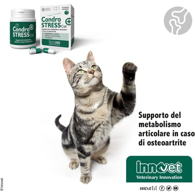 condrostress-cat-mangime-complementare-10176806--6-