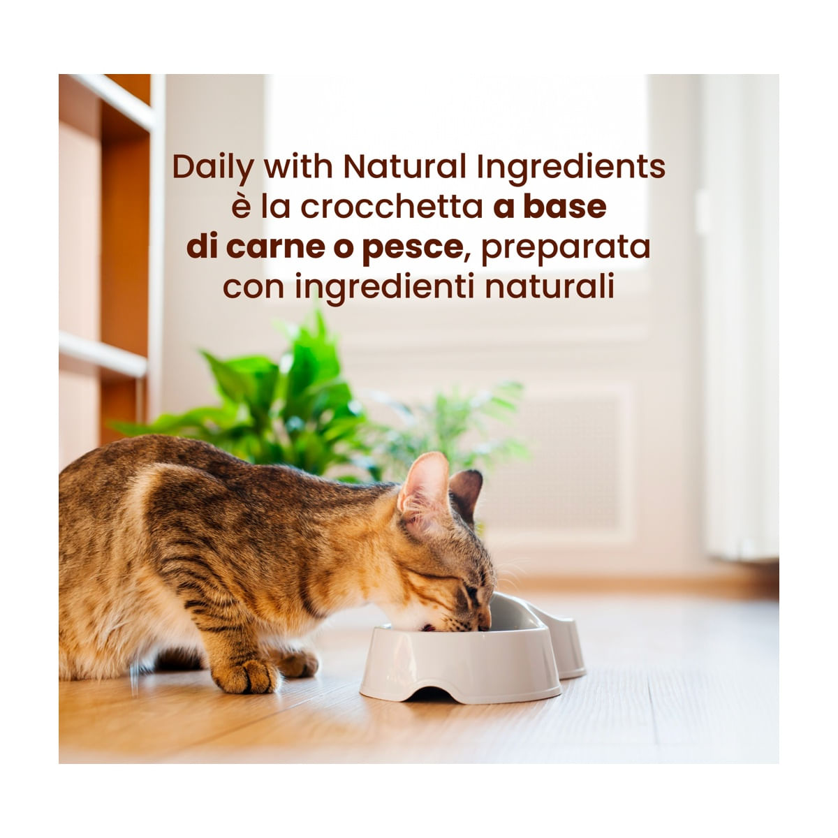 Crocchette Gatti Almo Nature Con Pollo Fresco - Sacco 2 Kg, Olistico, Senza OGM O Coloranti - Foto 2