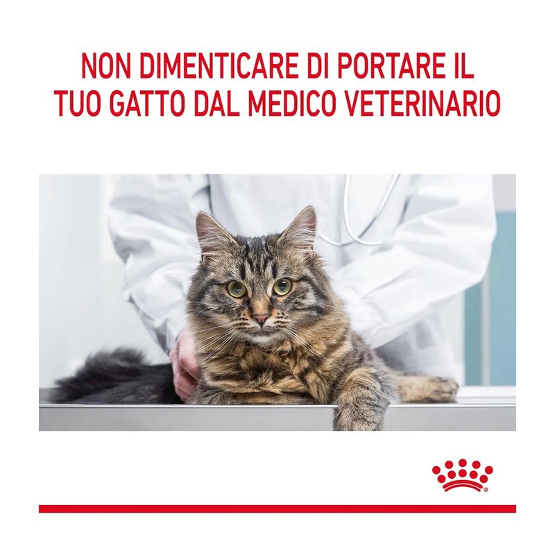 royal-canin-hair-skin-care-gatto-00032897--10-.jpg