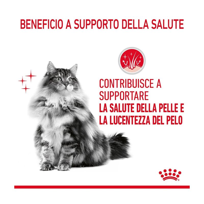 royal-canin-hair-skin-care-gatto-00032897--3-.jpg