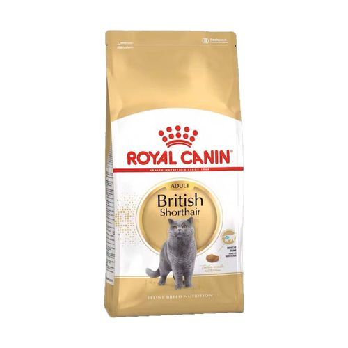 Royal Canin British Shorthair Alimento completo secco per gatti adulti