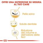 Royal-Canin-Shih-Tzu-Adult-6.jpg