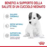 rc-chn-babydogmilk-2kg-cv-4-it-it-pdf_risultato.jpg