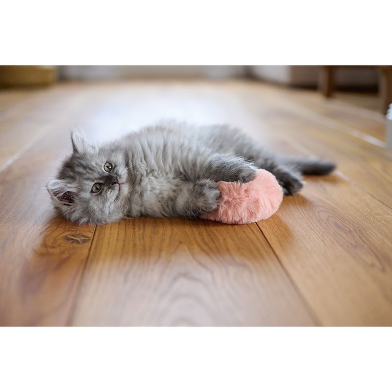 gioco-gatto-cuscino-10152907--3-.jpg