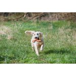 dogs-creek-boomerang-hyper-10153528--8-.jpg